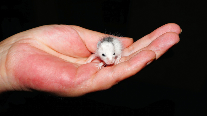 Этот эмбрион не способен развиться в полноценную живую мышь, как на фото. И всё же это самая сложная животная модель, полностью созданная из стволовых клеток.