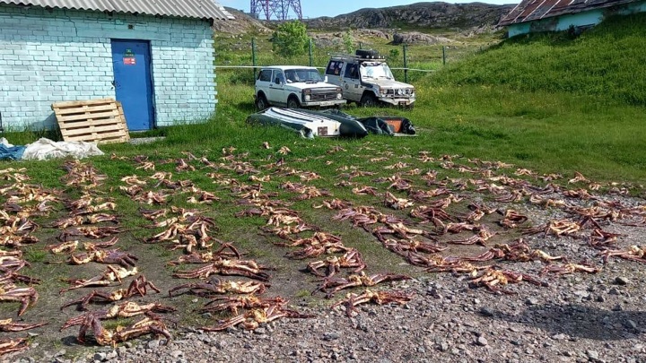 430 кг конечностей камчатского краба изъяла ФСБ в Мурманской области