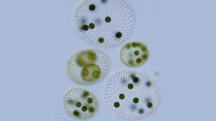 Женские половые сфероиды и бесполый сфероид вида Volvox reticuliferus