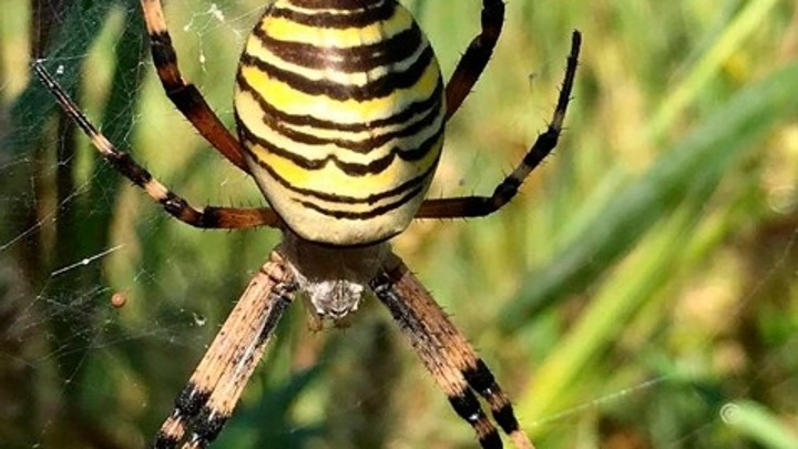Аргиопа Брюнниха: ядовитый паук-оса замечен в Калужской области