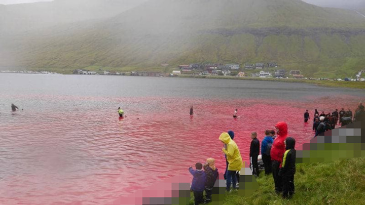 За один день на Фарерских островах забили полторы тысячи дельфинов