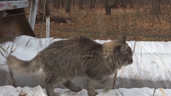 Греются коты, а не люди: в Ульяновске решают проблему с отоплением