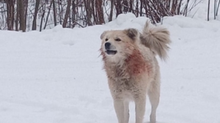 Стая собак напала на подростков в Москве