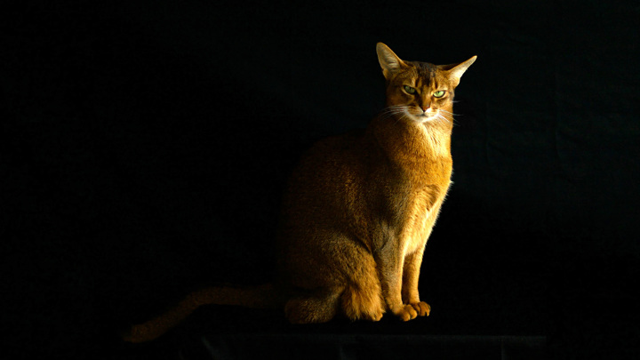 Абиссинская кошка, занявшая в этом "конкурсе красоты" всего лишь 37 место.