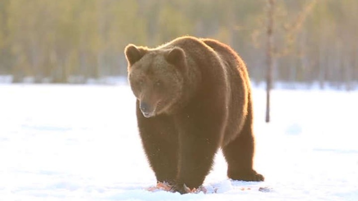 В красноярской тайге на охотника напал медведь