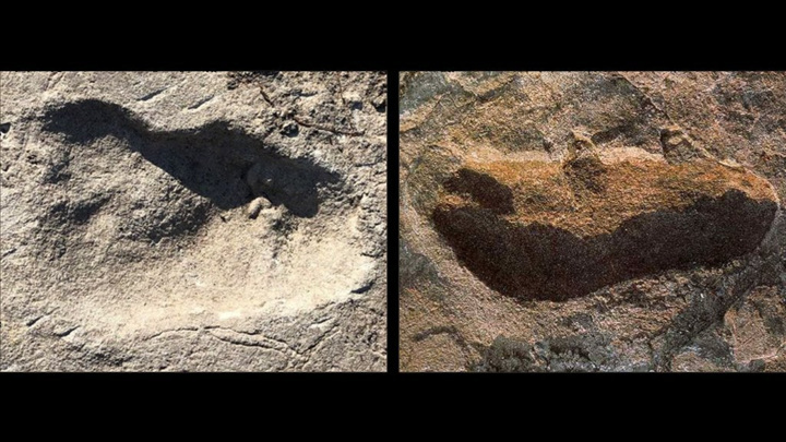 След неизвестного существа (слева) в сравнении со следом A. afarensis (справа), обнаруженные в Лаэтоли.