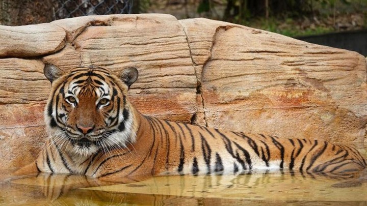 Полицейский застрелил редкого тигра в американском зоопарке