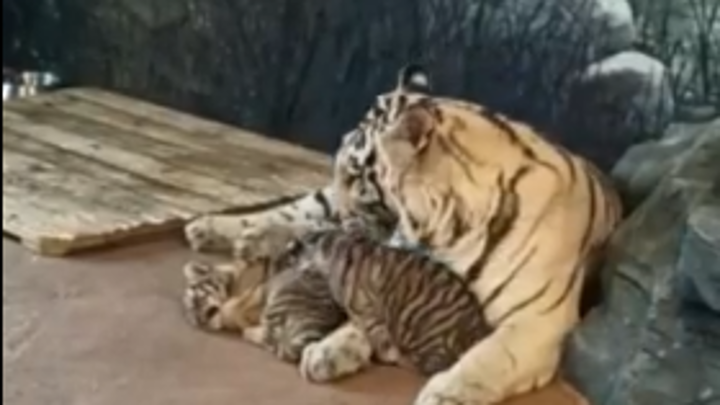 Бенгальские тигрята появились на свет в нижегородском зоопарке