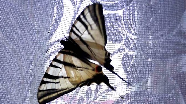 Жители Марий Эл рассказали о проснувшихся посреди зимы бабочек