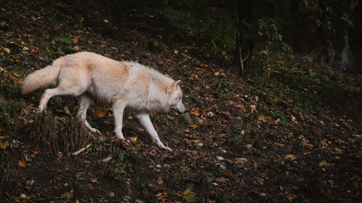 Волки несколько недель держат в страхе жителей Вологодской области