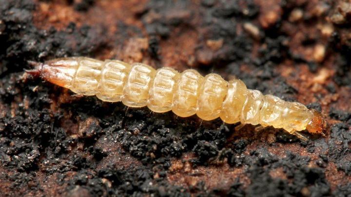 Личинка жука Laemophloeus biguttatus.