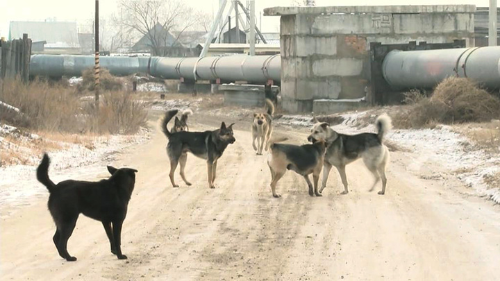 Трагедия в Забайкалье: в Чите будут отлавливать по 20-30 собак в день