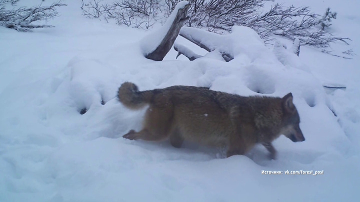 Беременная волчица из Мурманской области покоряет соцсети