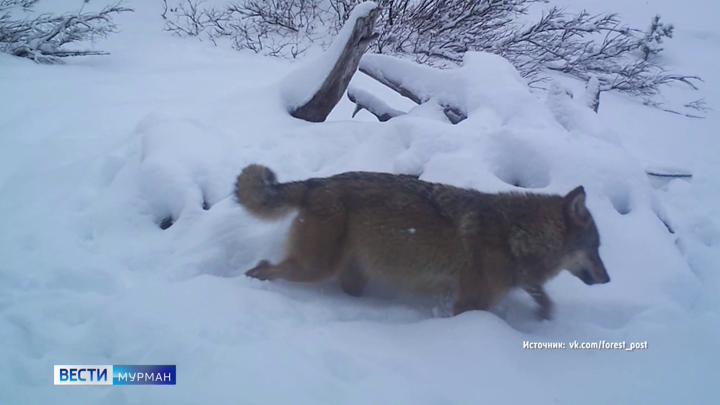 Беременная волчица из Мурманской области покоряет соцсети