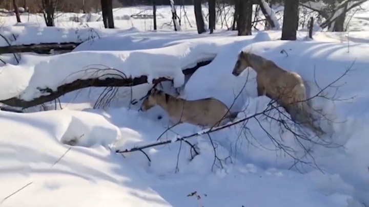В Башкирии спасли лошадей из снежного плена