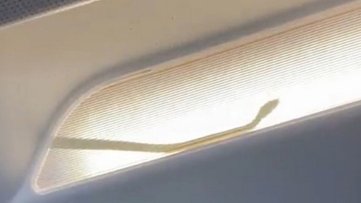 Самолет совершил экстренную посадку из-за змеи на борту