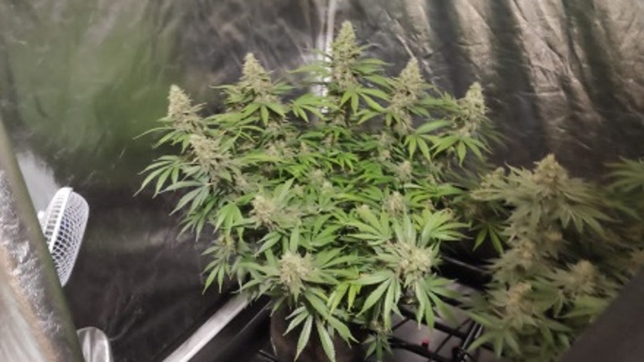 В оренбурге выращивали марихуану конопля из семян