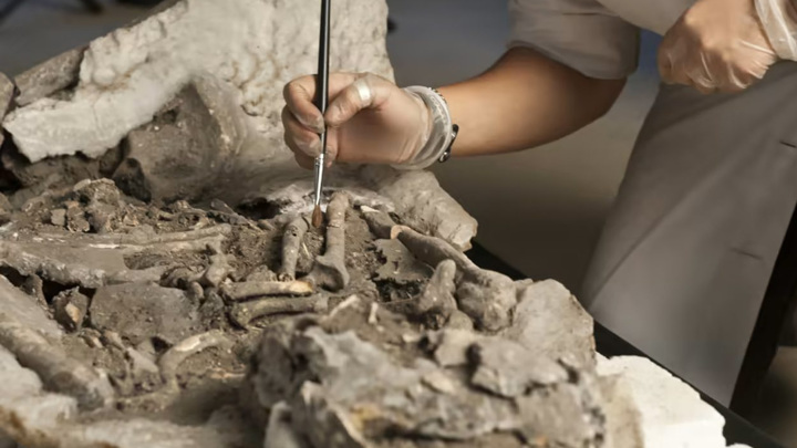 Ведущий автор работы Рита Пейротео Стьерна исследует один из мезолитических скелетов, найденных в 1950-1960-х годах.