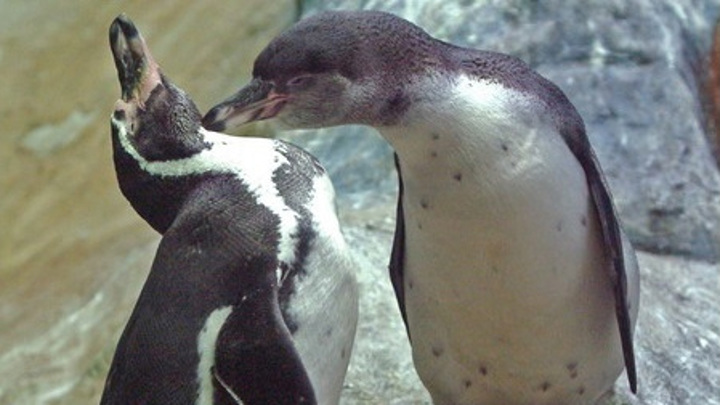 Три пингвиненка появились в Московском зоопарке