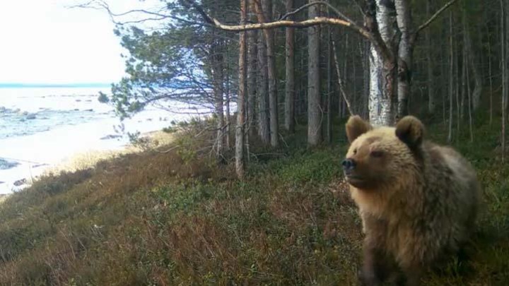 В Кандалакшском заповеднике медведи попали в фотоловушку