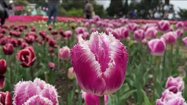 Парад тюльпанов проходит в Никитском ботаническом саду в Ялте