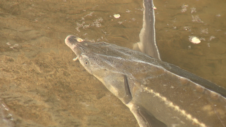 Волгоградские рыбоводы восполняют популяцию осетровых