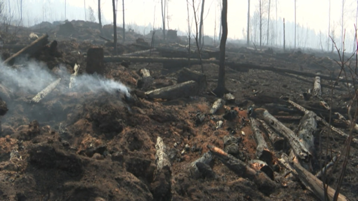 За сутки в Иркутской области локализовали 12 лесных пожаров