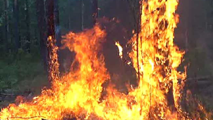 В России зафиксированы 112 очагов лесных возгораний