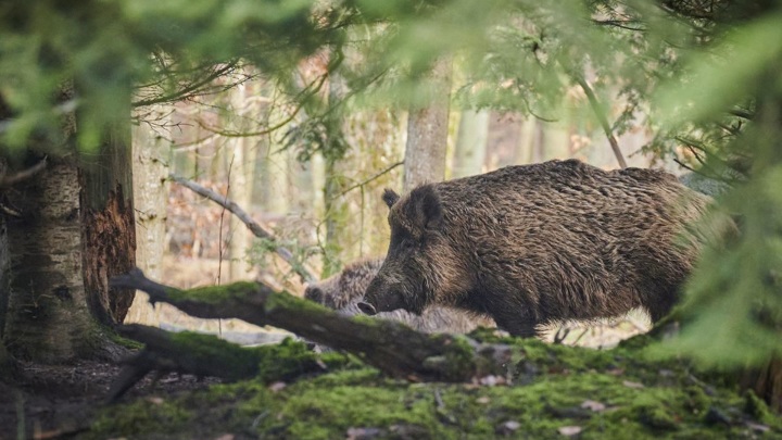 Во Владимирской области запретили охоту на кабанов, лосей и оленей