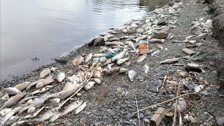 Хабаровские ученые ищут причину массовой гибели рыбы в Петропавловском озере