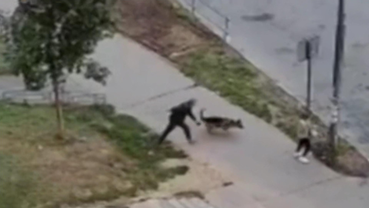 Нападение непосредственный. Нападение собаки в Москве. Уличные собаки нападают на людей.