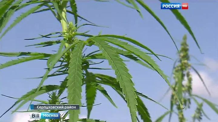 Где в томске растет конопля